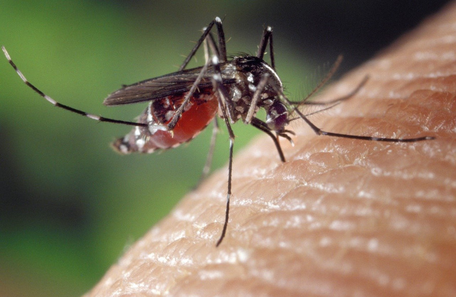 Осенью в России могут появиться комары, переносящие лихорадку Западного Нила