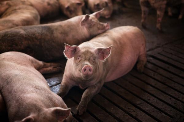 В Бондарском районе установлен карантин по африканской чуме свиней