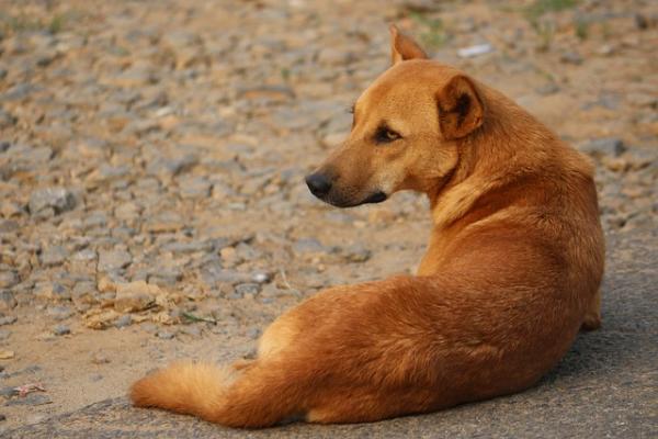 В Тамбове на бродячих животных выделяют более 7 миллионов рублей