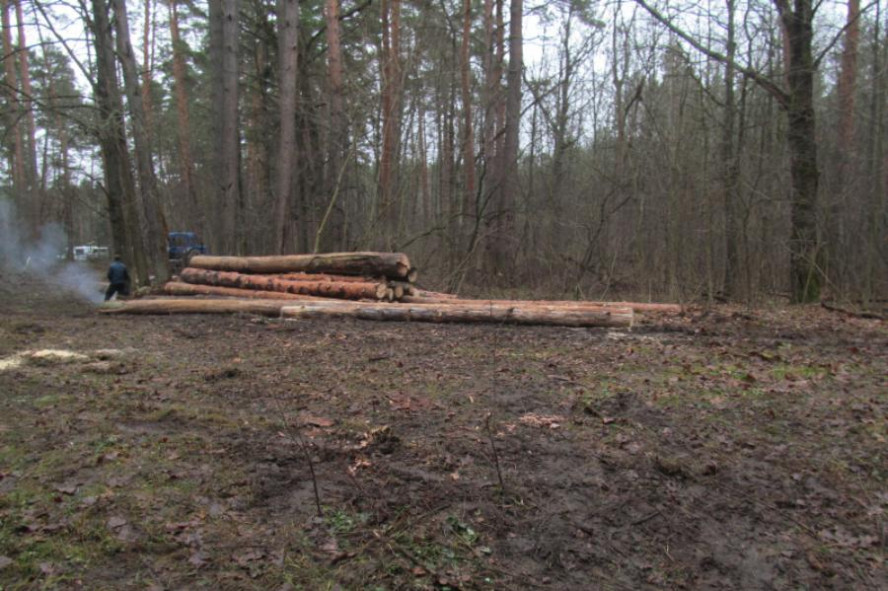 В Тамбовской области "чёрный лесоруб" вырубил 46 деревьев