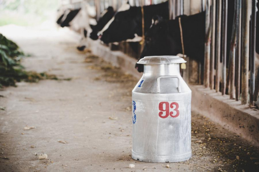 Коровы в Тамбовской области стали давать больше молока
