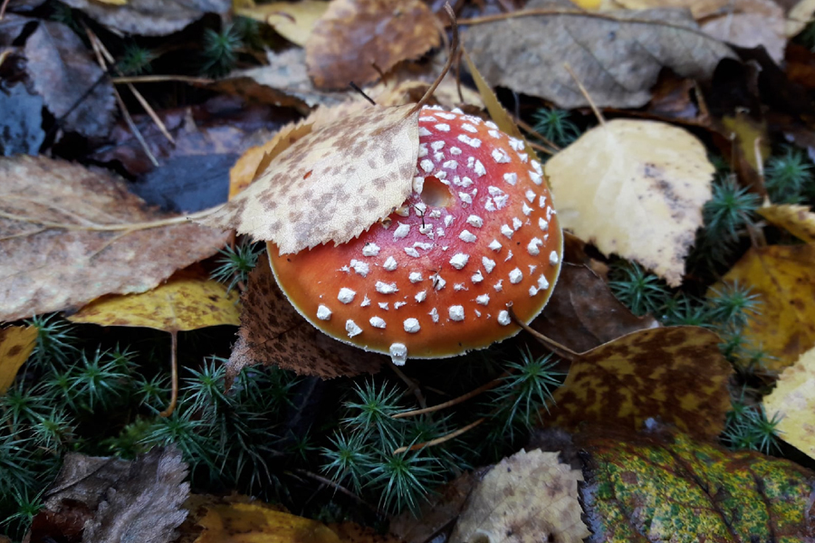 В Тамбовской области 10 человек отравились грибами 