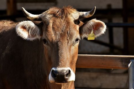 В Тамбовской области выявлены новые случаи бруцеллёза у коров