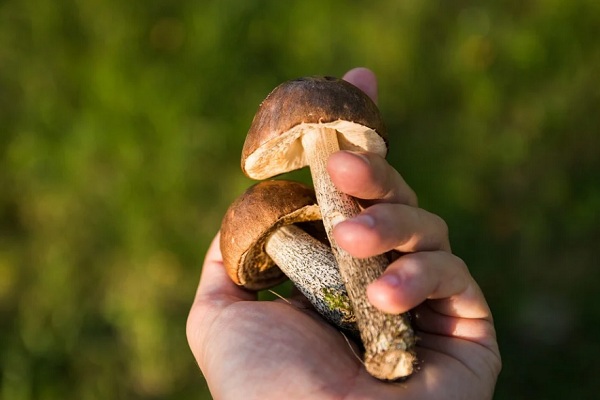 В Роспотребнадзоре тамбовчанам рассказали, как избежать отравления грибами