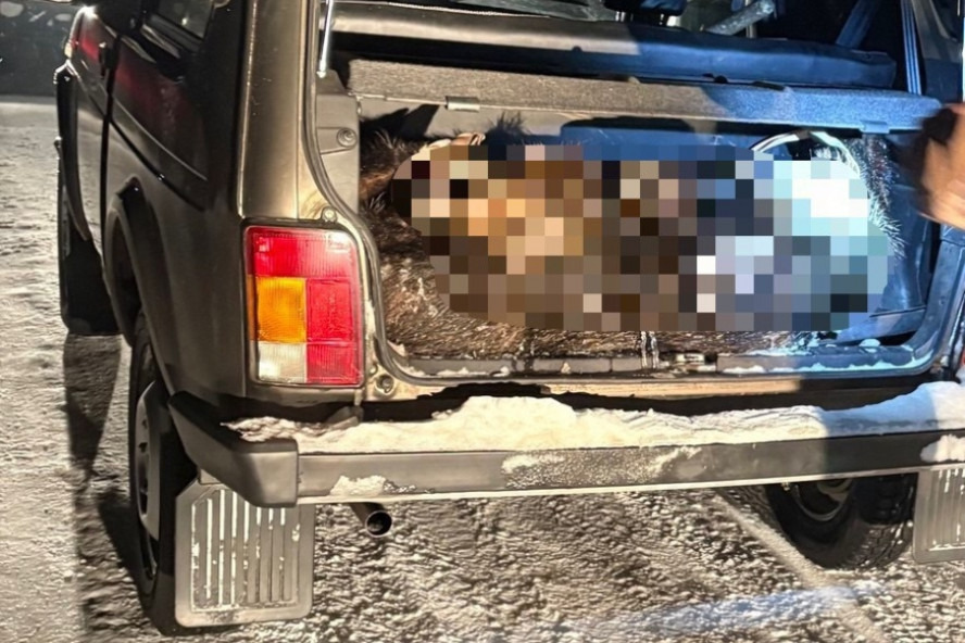 В Петровском округе неизвестные незаконно отстрелили кабана: возбуждено уголовное дело