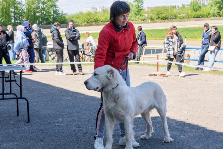 В Тамбове 2 сентября пройдут две Всероссийские выставки собак всех пород