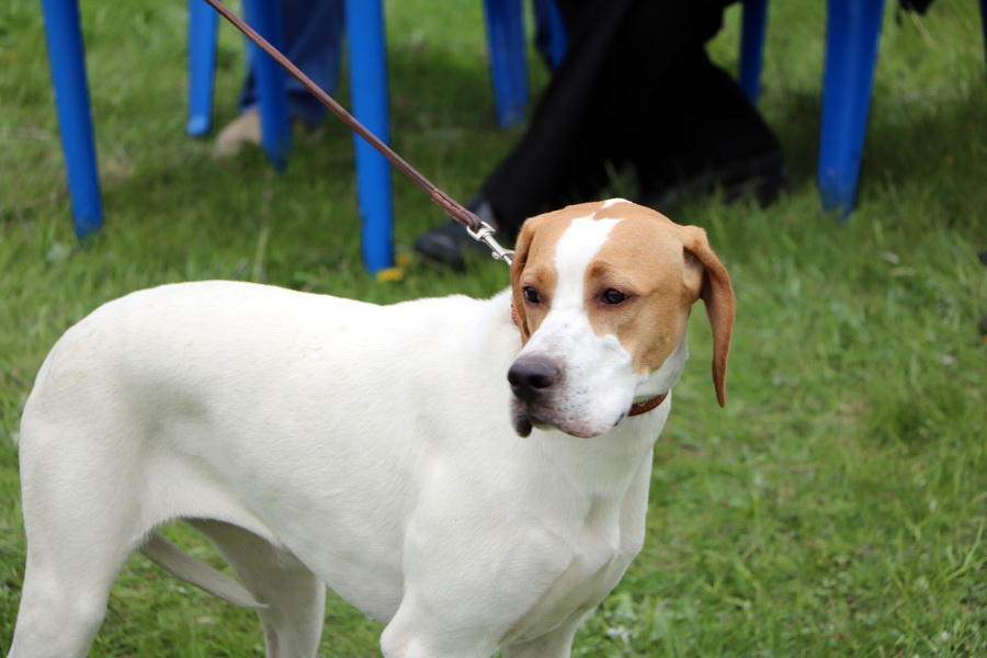 Собаководы из разных регионов страны соберутся в Тамбовской области на состязания легавых 