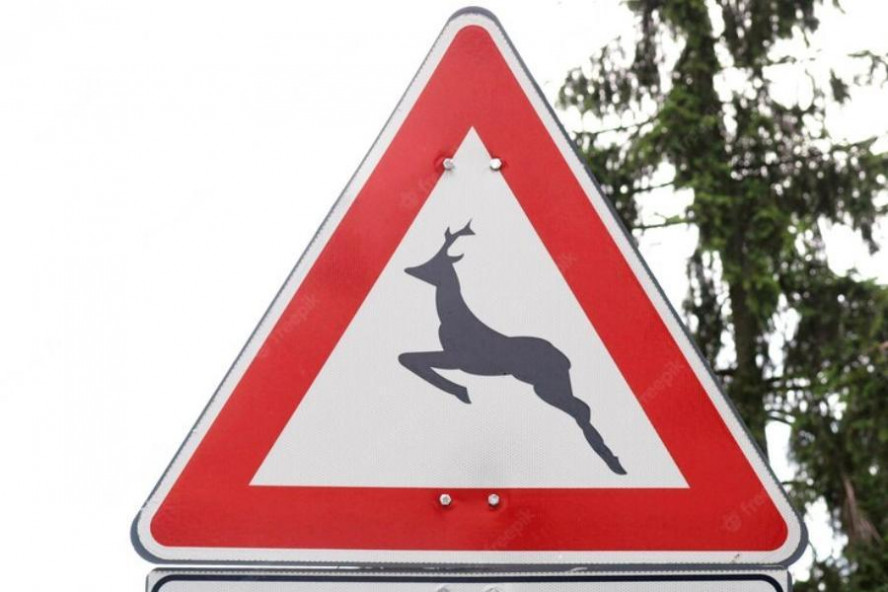 На трассе в Инжавинском округе установят дорожные знаки "Дикие животные"