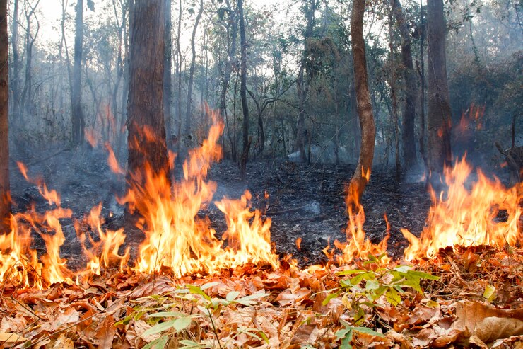 Ответственность за лесные пожары хотят повысить