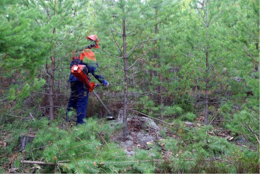 В Тамбовской области идут активные работы по уходу за лесами