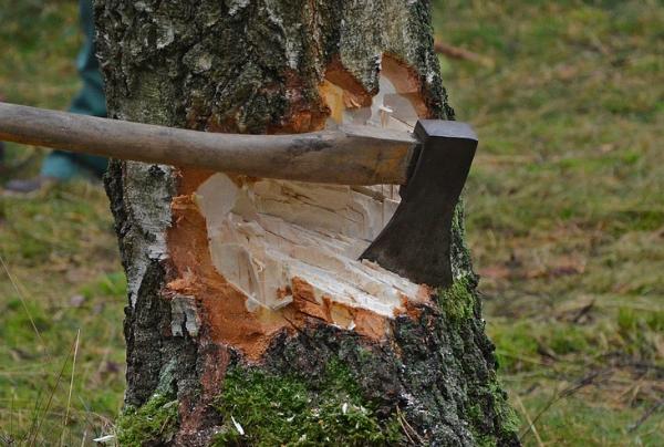 Лесорубы, незаконно вырубившие дубы на 1,7 млн рублей, предстанут перед судом