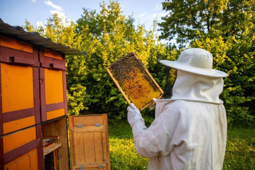Трое жителей Тамбовской области пойдут под суд за мошенничество с грантом на развитие пчеловодства