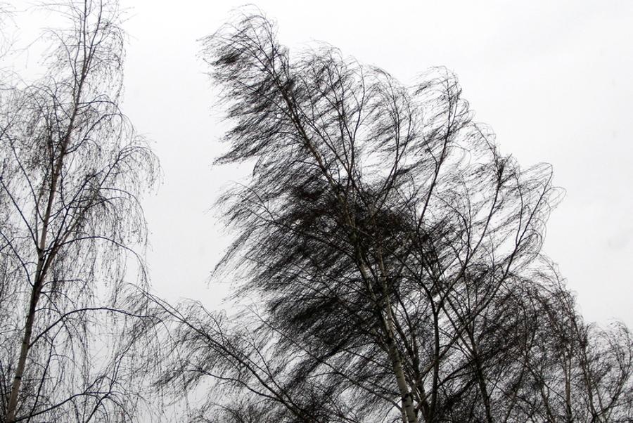 Тамбовчан предупреждают о сильных порывах ветра