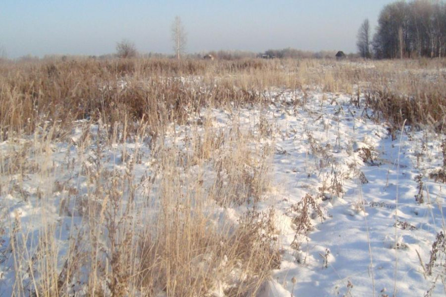 В Пичаевском и Первомайском районах зарастают 225 гектаров земель сельхозназначения
