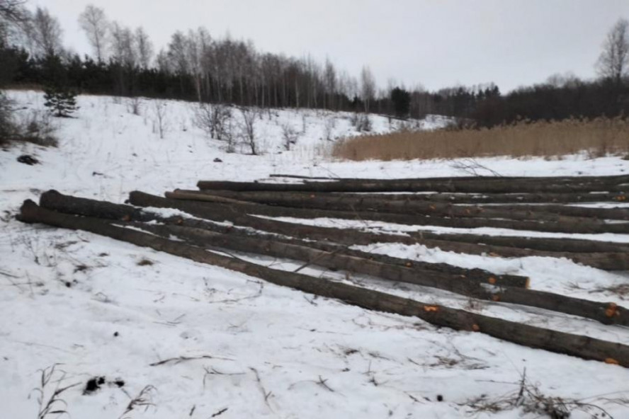 Жителя Сосновского округа судят за незаконную вырубку 19 деревьев