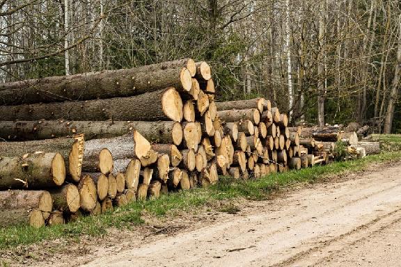 В Тамбовской области возбуждено уголовное дело о незаконной рубке деревьев