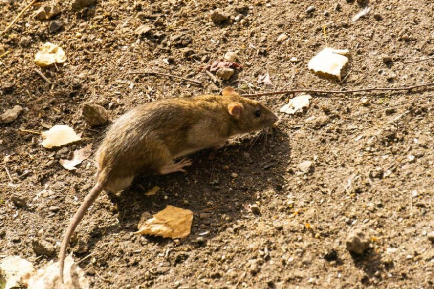 Полчища крыс заполонили мусорную площадку на севере Тамбова