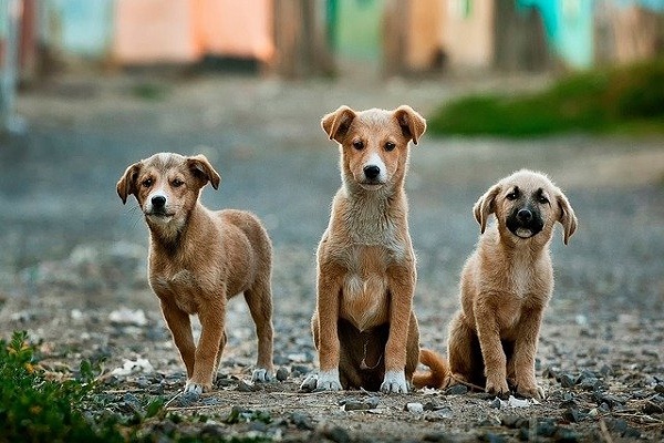 Тамбовчане обеспокоены большим скоплением бездомных собак