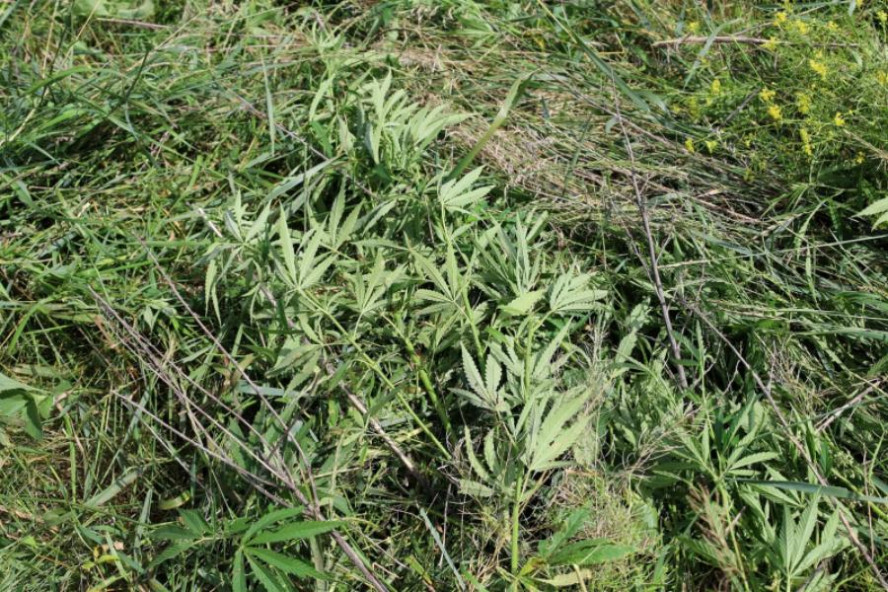 В Тамбовской области в рамках операции "Мак" уничтожили свыше двух тонн наркосодержащих растений