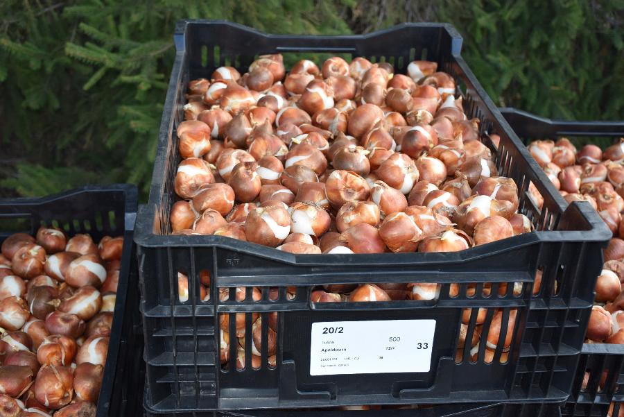 В Тамбове высадили почти 160 тысяч голландских тюльпанов