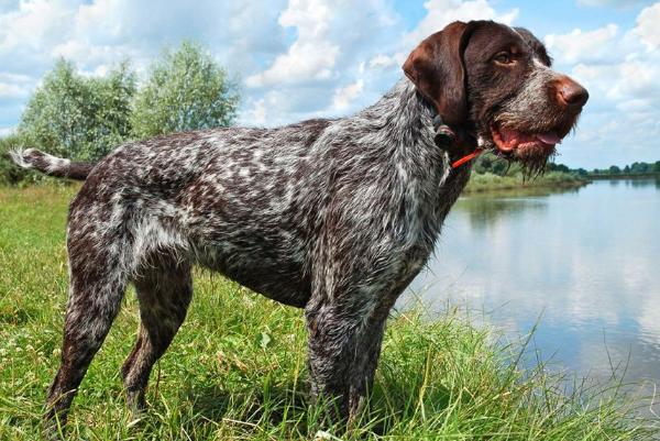 В Тамбовской области пройдут состязания легавых собак по болотной и полевой дичи