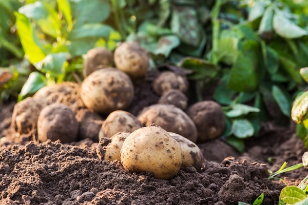 Тамбовские сельхозпроизводители приступили к уборке картофеля