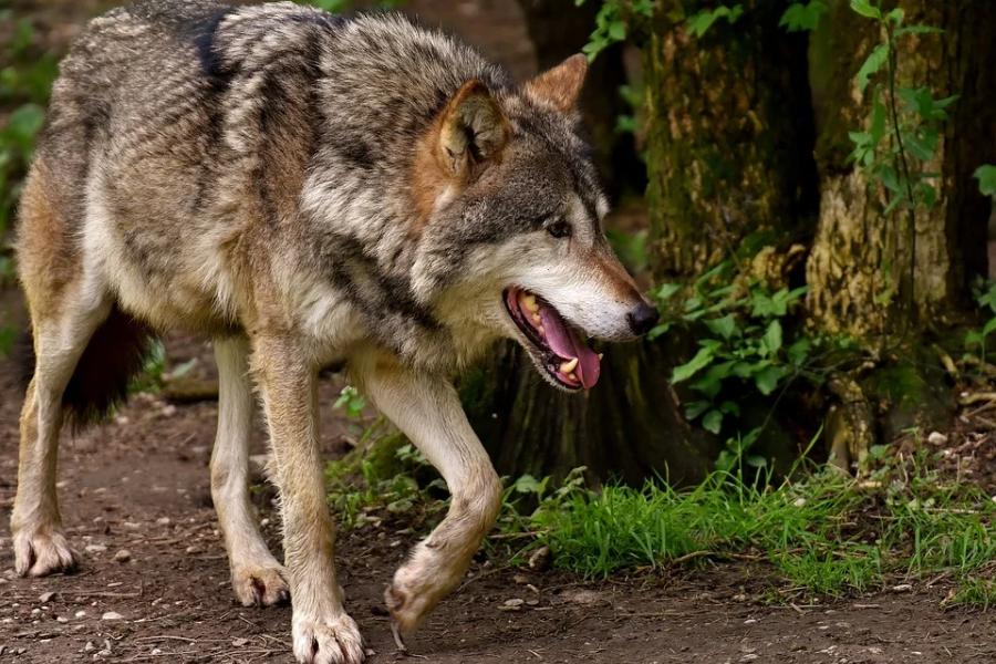 Жители села в Тамбовской области не могли найти общий язык из-за волка