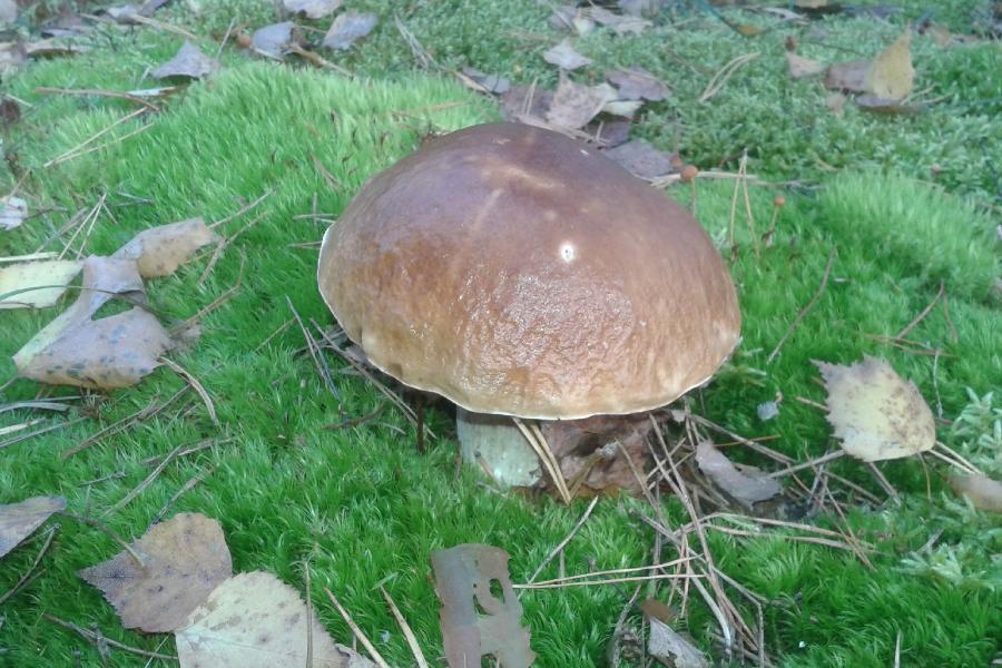 Девять человек отравились грибами в Тамбовской области