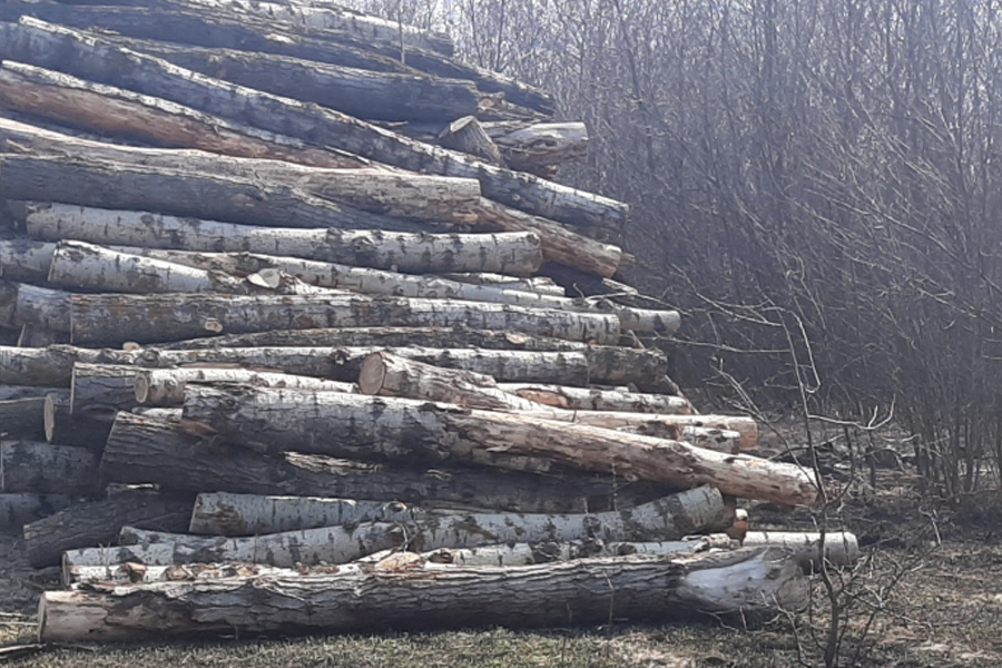 Житель Жердевского района незаконно вырубил более двух тысяч деревьев