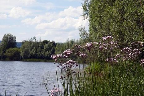 В Тамбовской области незаконно продали участок земли рядом с прудом