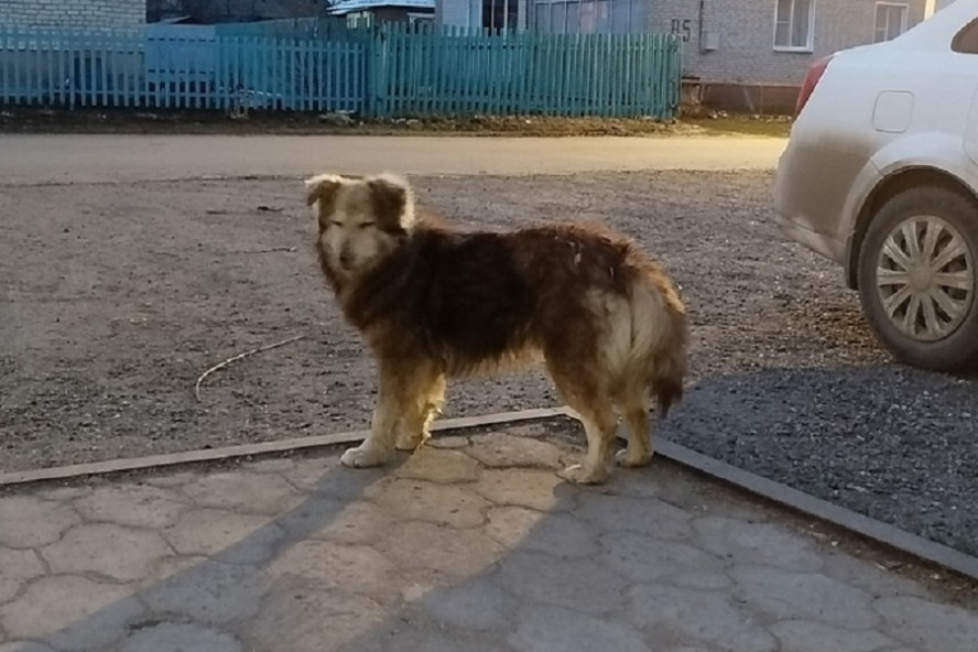 В Пичаевском округе установлен карантин по бешенству