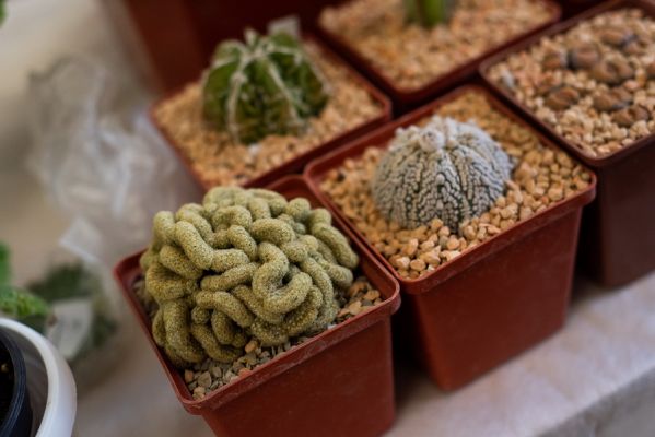 Живые камни и кактус-мозг: тамбовчанам показали необычные комнатные растения