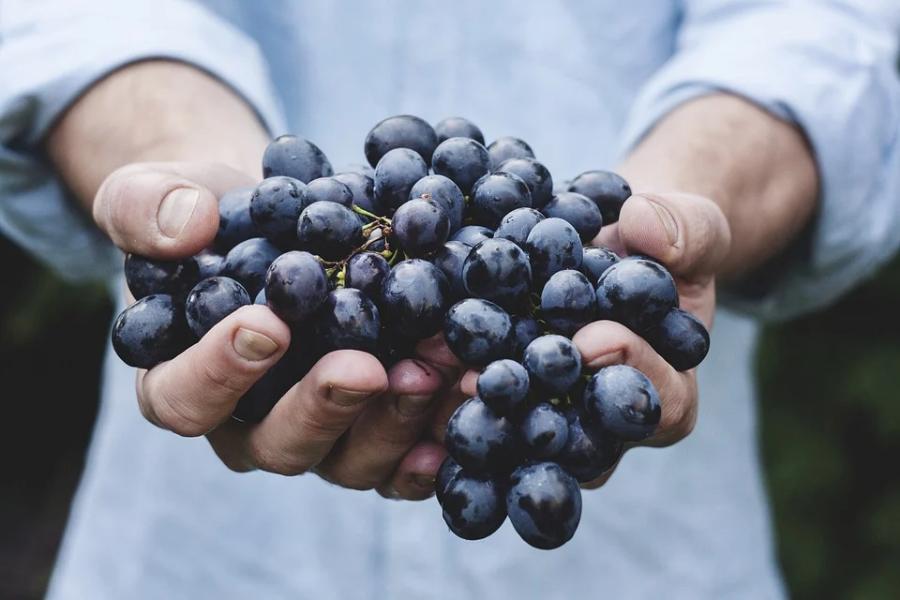 В стране появится новая категория земель под "возделывание винограда"
