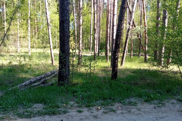 В Пригородном лесу под Тамбовом остановили незаконную рубку деревьев