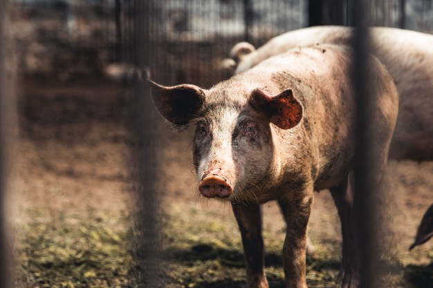 В Тамбовской области объявлен карантин по африканской чуме свиней