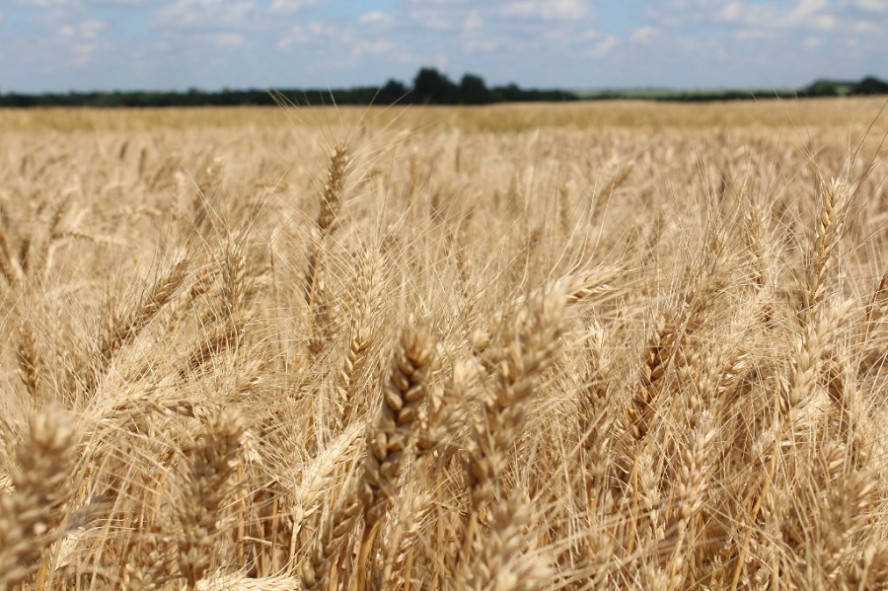 В Тамбовской области собрали 2,2 миллиона тонн зерна