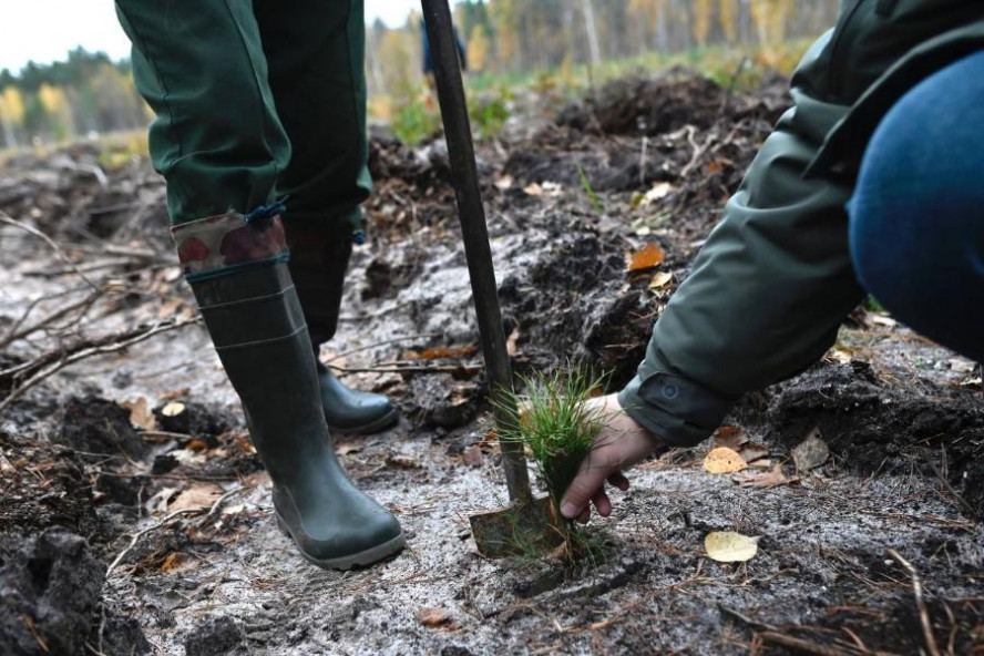 Жители Тамбовской области высадили десятки молодых сосен