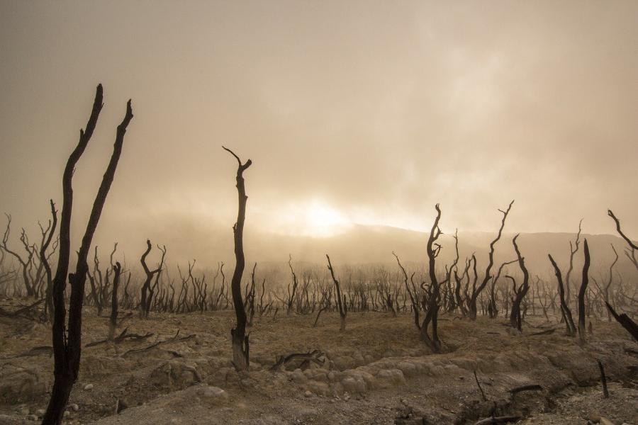 Учёные прогнозируют масштабные засухи в Тамбовской области