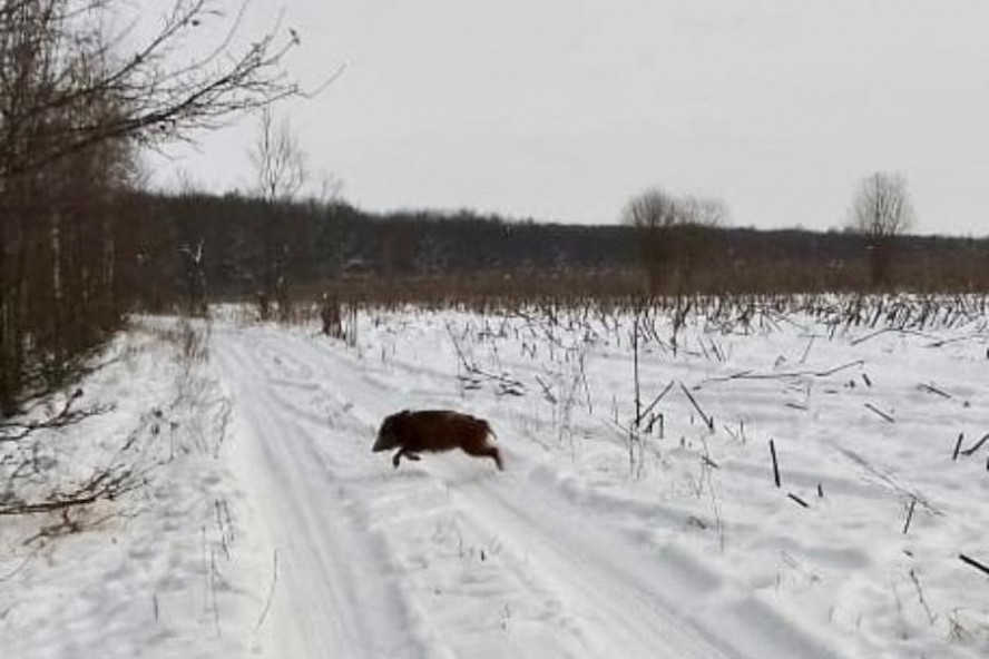 В Тамбовской области началась зимняя перепись диких животных