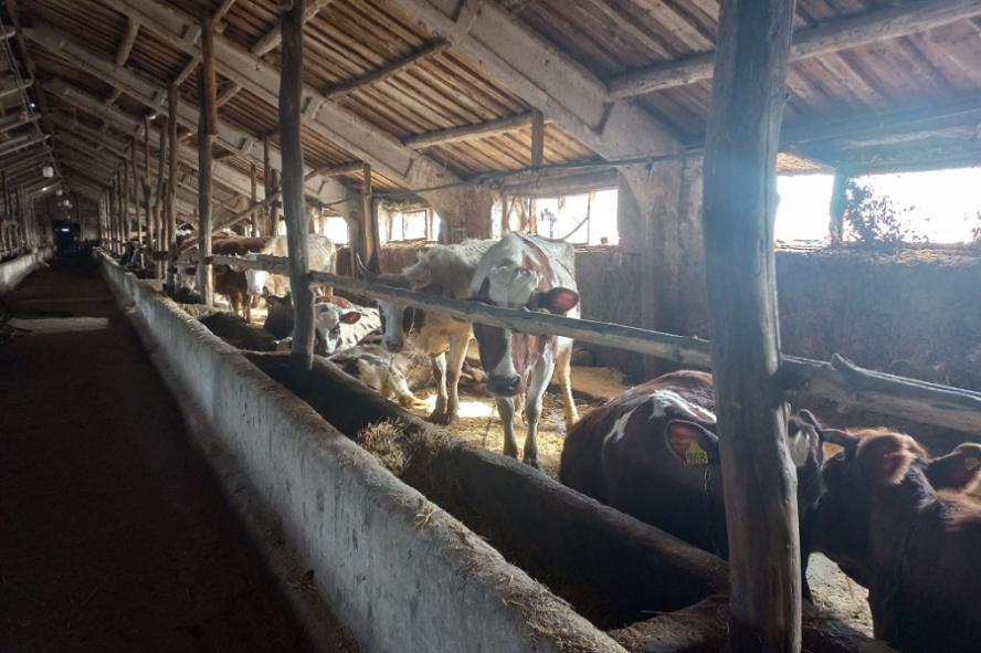 Россельхознадзор выявил нарушения на молочно-товарных фермах Тамбовской области 