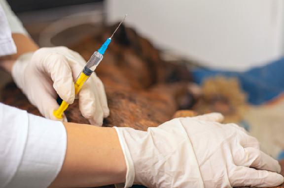 Тамбовские ветеринары проведут бесплатную иммунизацию домашних животных