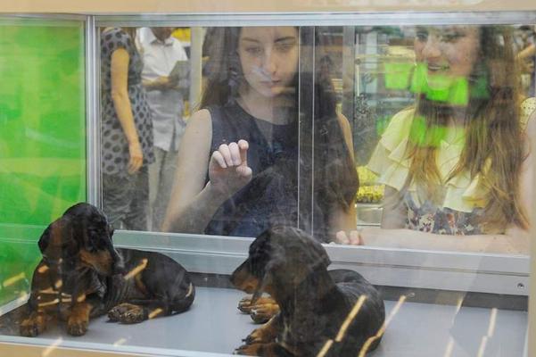 В России могут запретить продажу животных в зоомагазинах