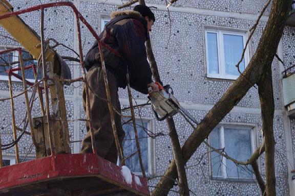 Бюджет Мичуринска тратит на опиловку одного дерева 60 тысяч рублей
