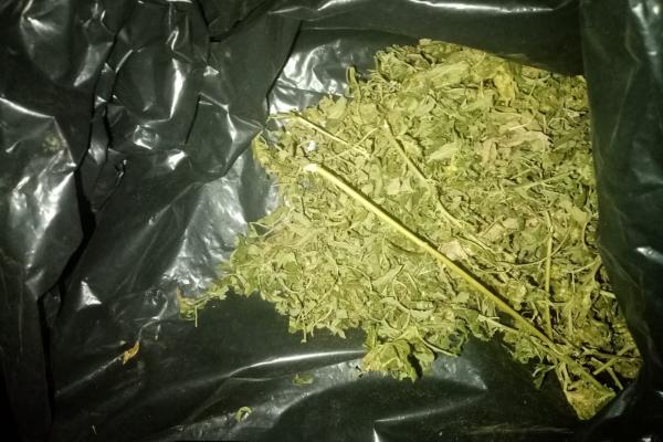 В Тамбовской области изъяли более килограмма марихуаны