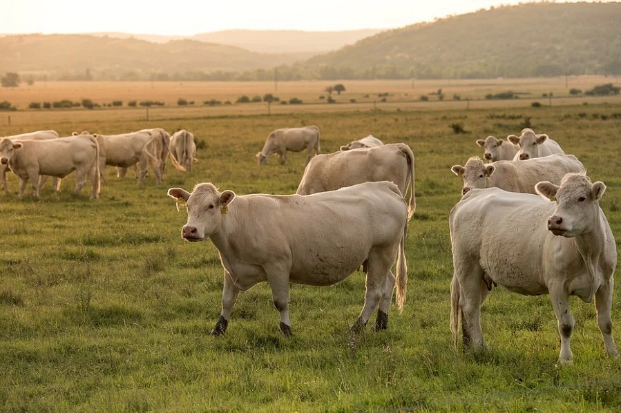 В Тамбовской области выявлена вспышка бруцеллёза у коров
