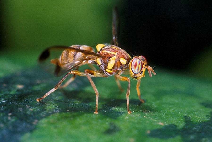 Тамбовская область находится под угрозой проникновения африканской дынной мухи