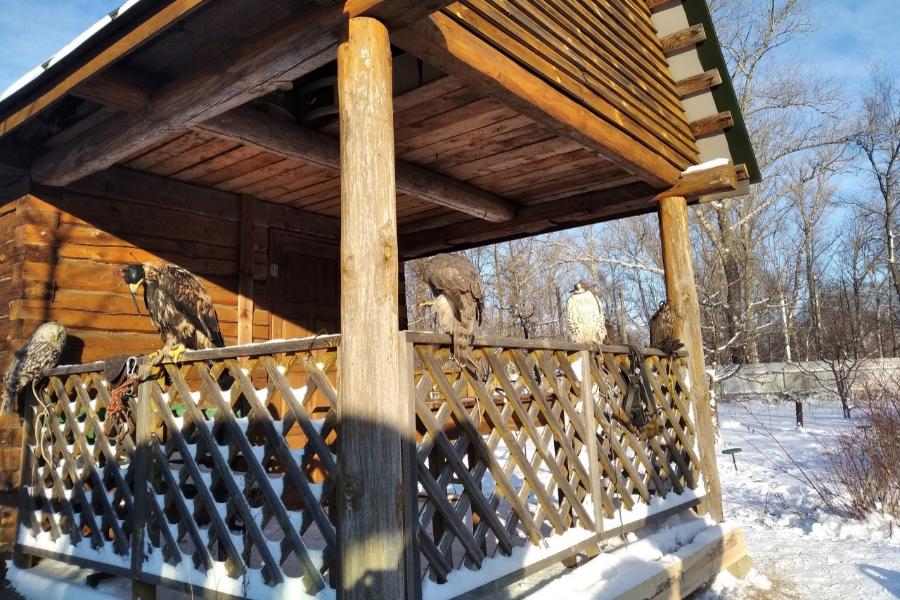 В Тамбовской области создали Центр охраны хищных птиц