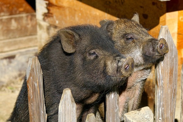 В Тамбовской области из-за АЧС начали отчуждение свиней у населения