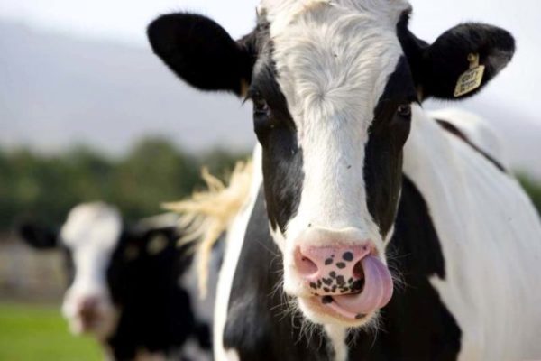 В Тамбовской области выявлено три случая заболевания крупного рогатого скота лейкозом