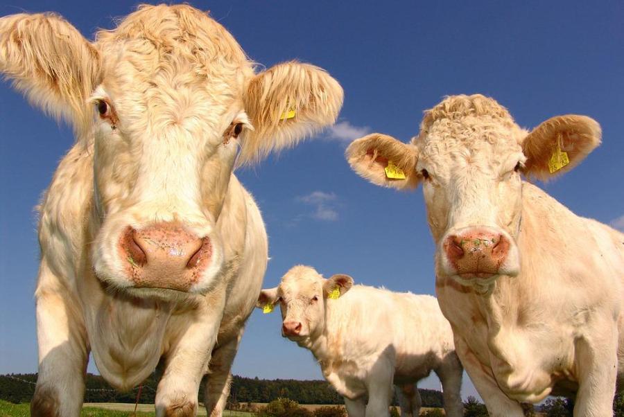 В десяти районах Тамбовской области установлен карантин по лейкозу коров